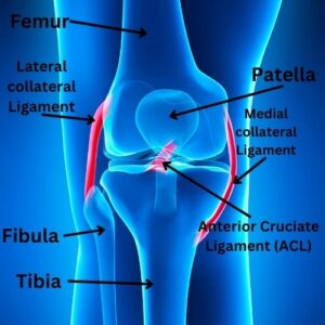 Knee ligaments Anatomy - acl knee injury